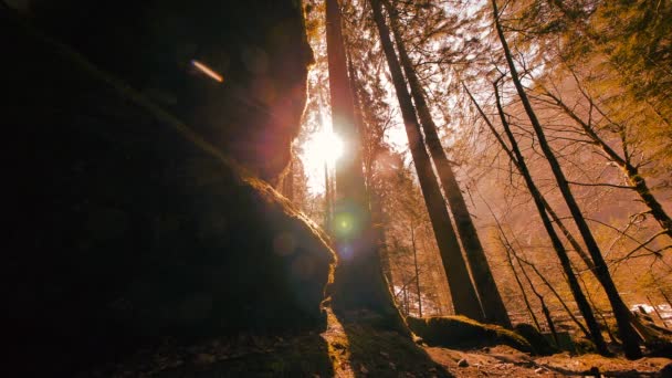 Les arbres dans la forêt — Video