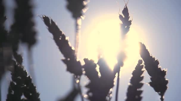 小麦在太阳 — 图库视频影像