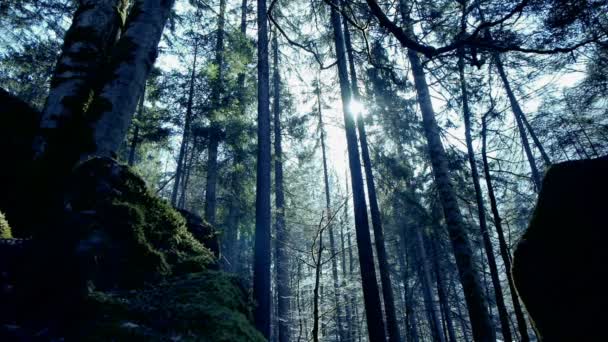 Bosque místico . — Vídeos de Stock