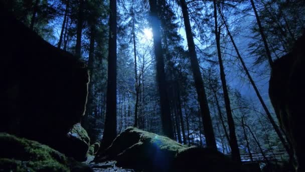 Мистический лес . — стоковое видео
