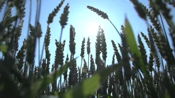 Campo de maíz de trigo — Vídeo de stock