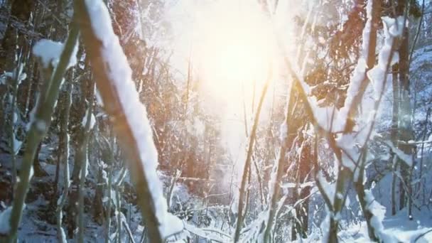 雪に覆われた森林 — ストック動画