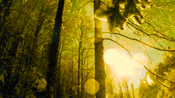 冬季森林 — 图库视频影像