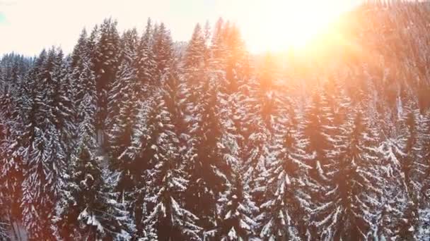 Neve árvores de inverno . — Vídeo de Stock
