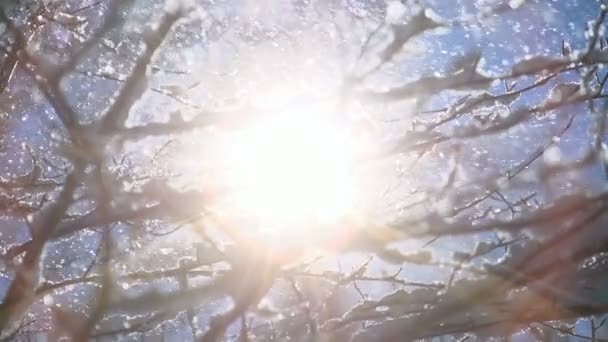 Sol por trás das árvores de neve . — Vídeo de Stock