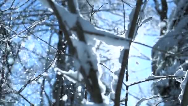 Floresta de Inverno — Vídeo de Stock