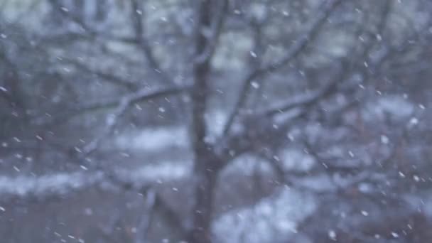Tło zima śnieg — Wideo stockowe