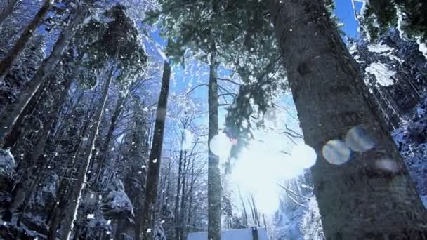 Bosque de invierno — Vídeo de stock