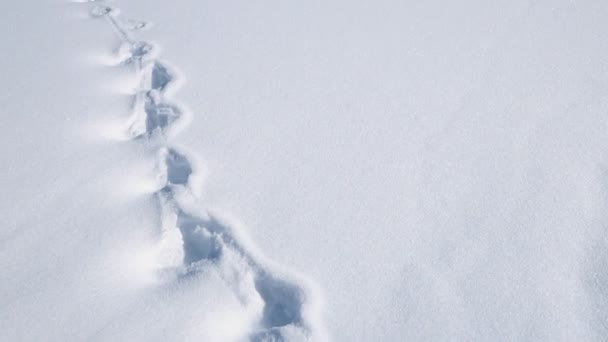 Nieve pie pasos — Vídeo de stock