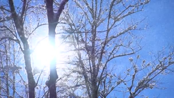 Zon achter sneeuw bomen. — Stockvideo