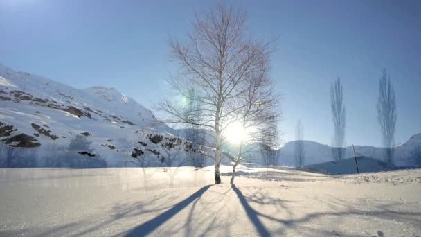 Nieve invierno árboles — Vídeo de stock