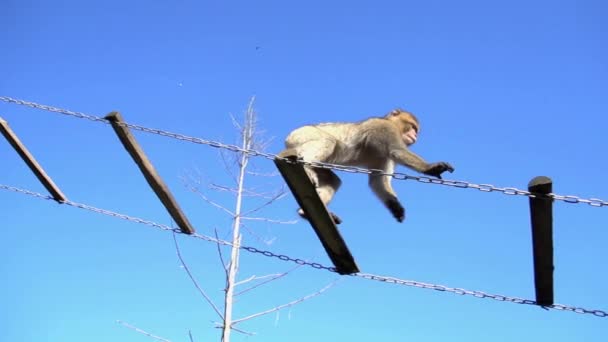 Maymun Tırmanma Zinciri