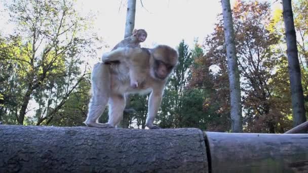 Chimpansee moeder met baby — Stockvideo