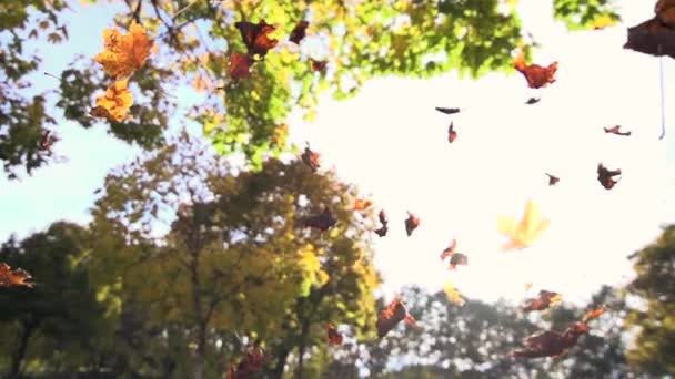 Autumn leaves falling — Stock Video