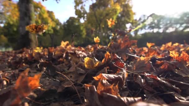 Herfst bladeren die vallen — Stockvideo