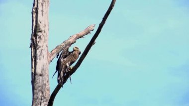Uçan Kuş Başlat hawk