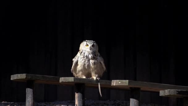 Eule fängt an zu fliegen — Stockvideo