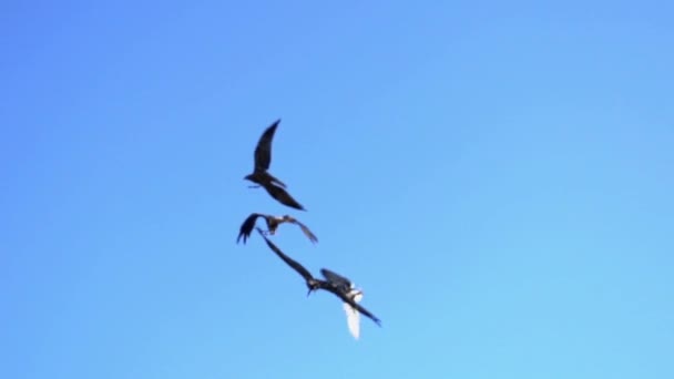 Grupo de halcones volando — Vídeos de Stock