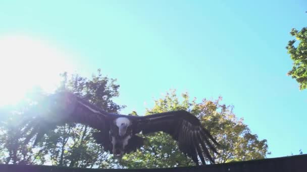 Eagle vogel met het vliegen — Stockvideo