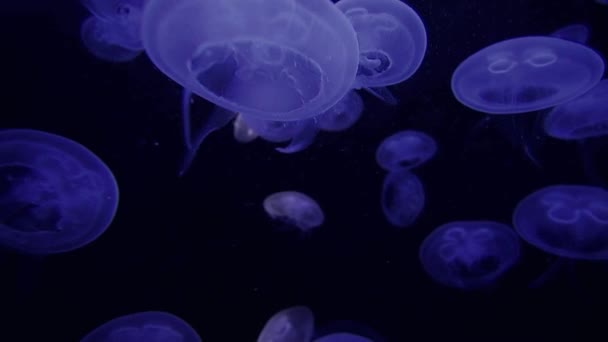 Group of jellyfish — Stock Video