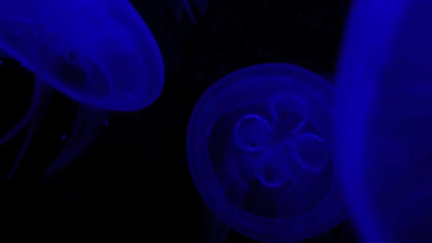 Grupo de medusas — Vídeo de Stock
