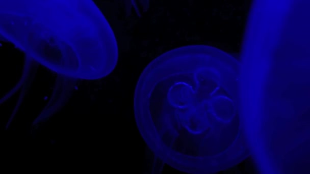 Group of jellyfish — Stock Video