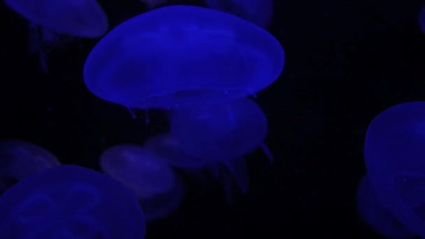 Group of jellyfish — Stock Video