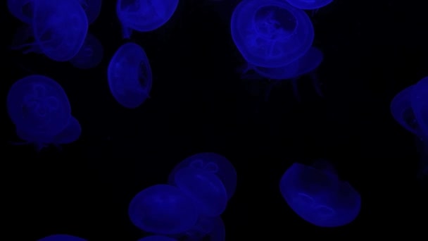 Group of jellyfish — Stock Video