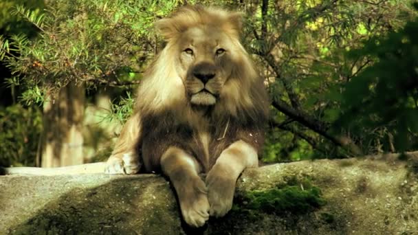 Άγριο αρσενικό λιοντάρι — Αρχείο Βίντεο
