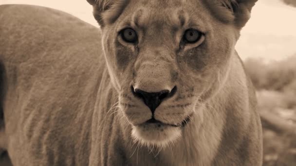 Lion femelle sauvage — Video