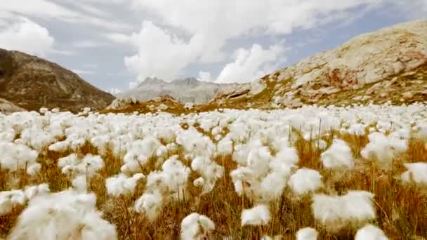 Cotton flower field — Stock Video