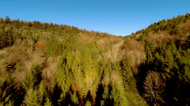 Blick auf Waldbäume — Stockvideo