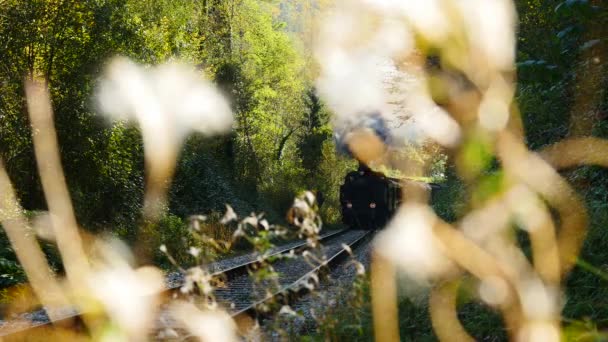 Locomotora conduciendo a través del bosque — Vídeo de stock