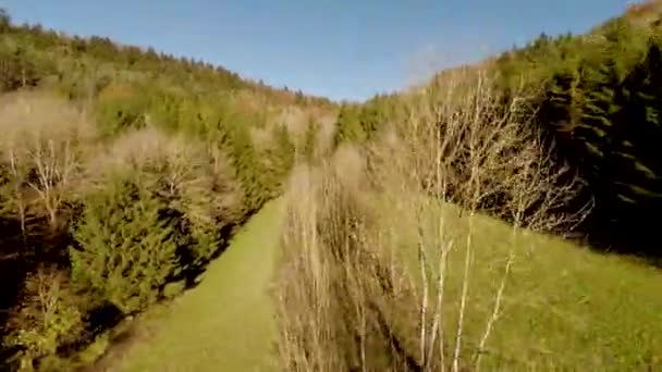 Flyver over skovtræer – Stock-video