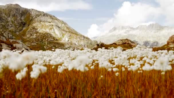 Campo de flores de algodão — Vídeo de Stock