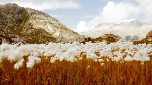 Campo di fiori di cotone — Video Stock