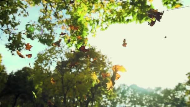 落ちてくる秋の葉 — ストック動画