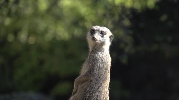 Meerkat standing — Stock Video