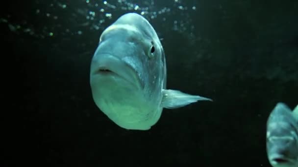 Fische schwimmen im Ozean — Stockvideo