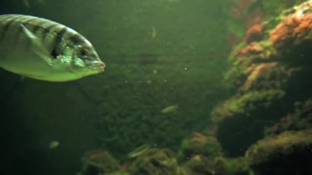 Peixes nadando no oceano — Vídeo de Stock