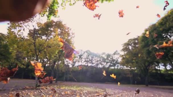 Hojas de otoño cayendo — Vídeo de stock