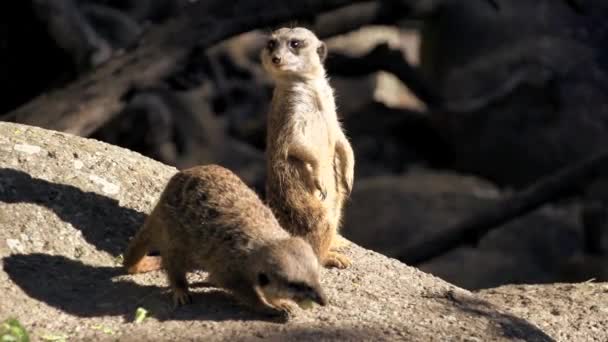 Meerkats de pie y comiendo — Vídeo de stock