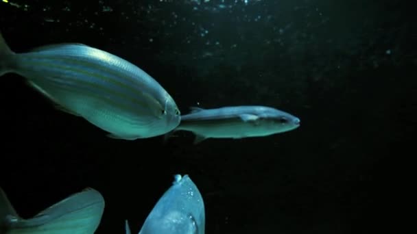 Pesci che nuotano nell'oceano — Video Stock