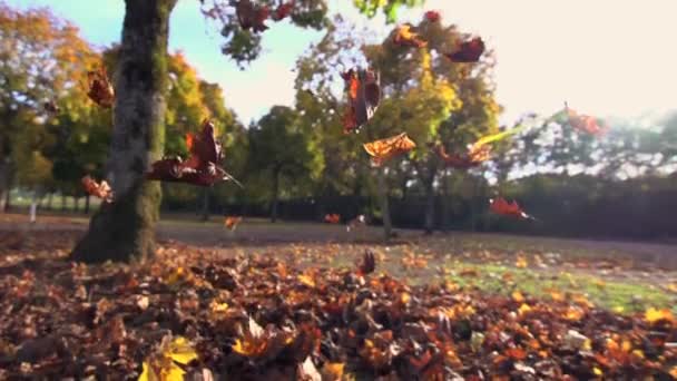 Осіннє листя падають — стокове відео