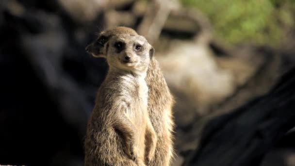 Deux suricates debout 