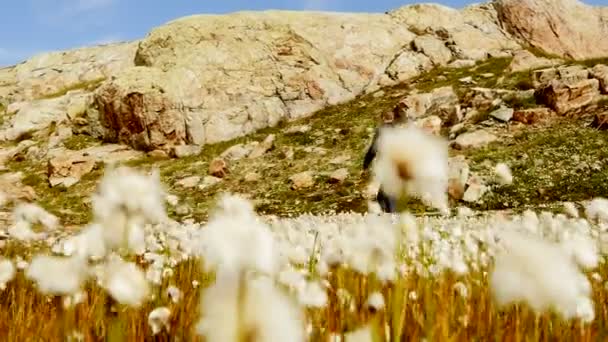 Homem está caminhando em paisagens de montanha — Vídeo de Stock