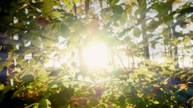 siluet sonbahar ağaçların orman