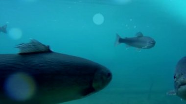 Denizde yüzen balıklar