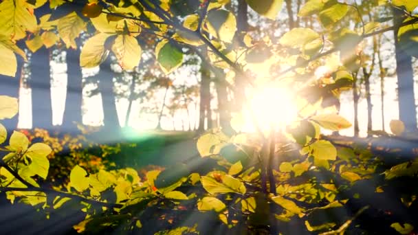 Coloridos árboles otoñales en el bosque — Vídeo de stock