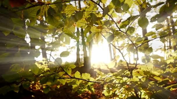 Jesienią drzewa leśne na zachód światło — Wideo stockowe